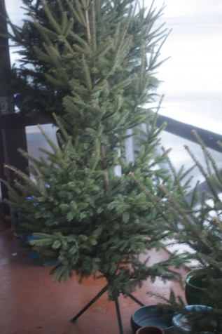 Продлить жизнь живой ёлочке можно! Продлить жизнь живой ёлочке можно!