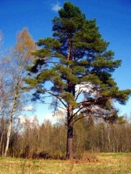 Индикаторы чистоты воздуха Индикаторы чистоты воздуха