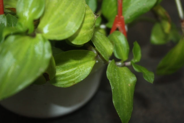 Традесканция (Tradescantia). Описание, виды и уход за традесканцией Традесканция (Tradescantia). Описание, виды и уход за традесканцией