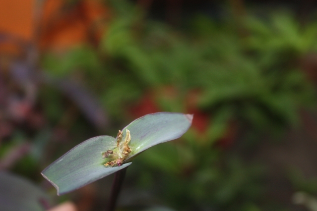 Традесканция (Tradescantia). Описание, виды и уход за традесканцией Традесканция (Tradescantia). Описание, виды и уход за традесканцией