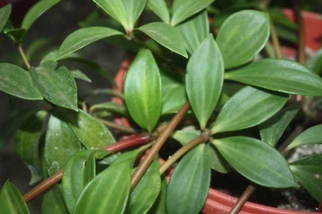 Традесканция (Tradescantia). Описание, виды и уход за традесканцией Традесканция (Tradescantia). Описание, виды и уход за традесканцией