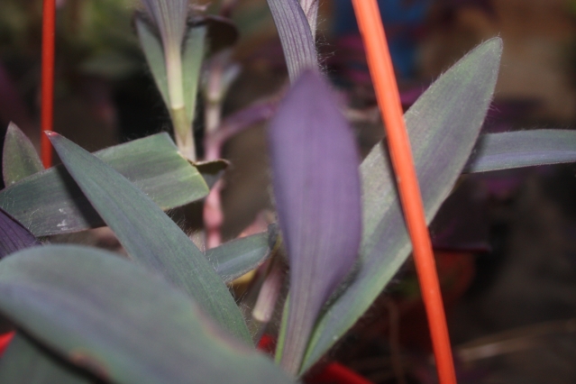 Традесканция (Tradescantia). Описание, виды и уход за традесканцией Традесканция (Tradescantia). Описание, виды и уход за традесканцией