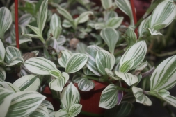 Традесканция (Tradescantia). Описание, виды и уход за традесканцией Традесканция (Tradescantia). Описание, виды и уход за традесканцией