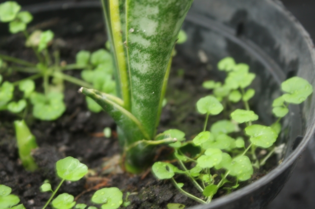 Солейролия, гелксина - Soleirolia Gaud, Helxine (Крапивные - Urticaceae) Солейролия, гелксина - Soleirolia Gaud, Helxine (Крапивные - Urticaceae)