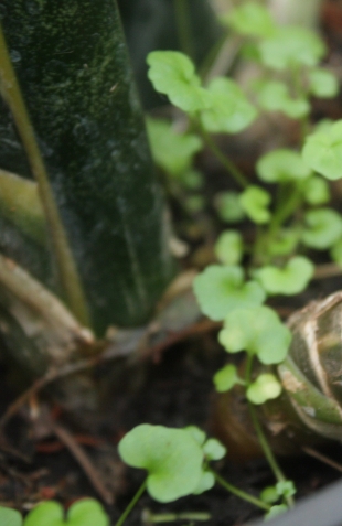 Солейролия, гелксина - Soleirolia Gaud, Helxine (Крапивные - Urticaceae) Солейролия, гелксина - Soleirolia Gaud, Helxine (Крапивные - Urticaceae)