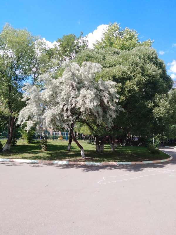 Дерево Лох. Дерево Лох.