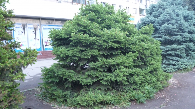 Сажаем ёлочку Сажаем ёлочку