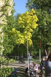 "ВЫБИРАЯ ПОРОДУ ДЕРЕВА… ШИРОКОЛИСТВЕННЫЕ" "ВЫБИРАЯ ПОРОДУ ДЕРЕВА… ШИРОКОЛИСТВЕННЫЕ"