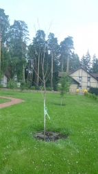 Что нужно сделать в саду весной: майская стратегия Что нужно сделать в саду весной: майская стратегия