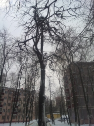Пострадавшие деревья Пострадавшие деревья