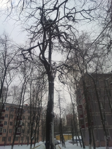 Пострадавшие деревья Пострадавшие деревья