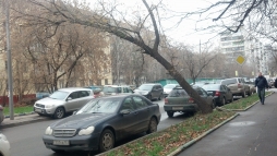 Лесопатологи составили рейтинг самых опасных деревьев Лесопатологи составили рейтинг самых опасных деревьев