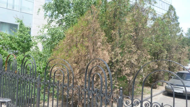 Болезни саженцев Болезни саженцев