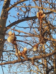 Аллергия на пыльцу Аллергия на пыльцу