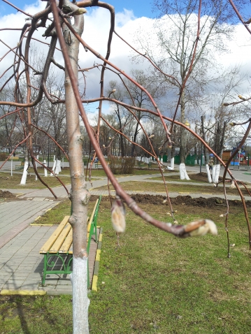 Рябина плакучая