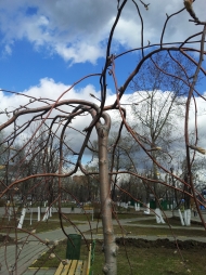 Рябина плакучая
