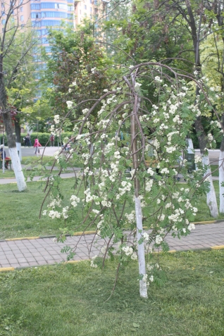 Рябина плакучая