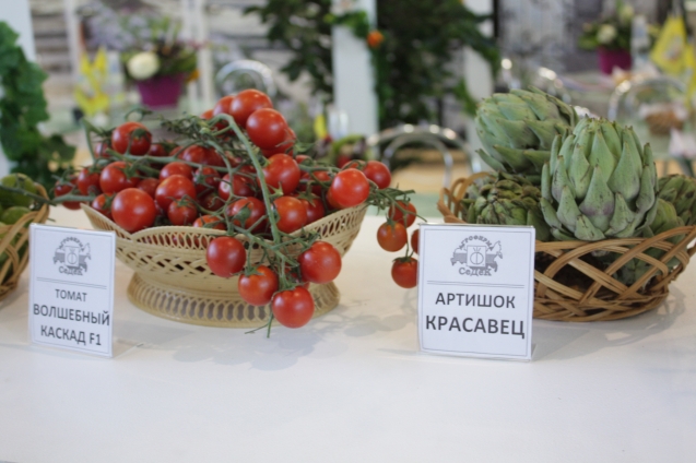 Огородные великаны. Какие сорта овощей порадуют размерами плодов