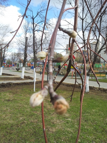 Чем на огороде питаются кроты, зачем роют землю? Чем на огороде питаются кроты, зачем роют землю?