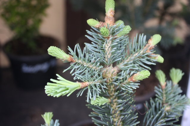 Как отличить ёлку от пихты? (Picea и Abies) Как отличить ёлку от пихты? (Picea и Abies)