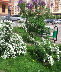 Спиреи, цветущие весной Спиреи, цветущие весной