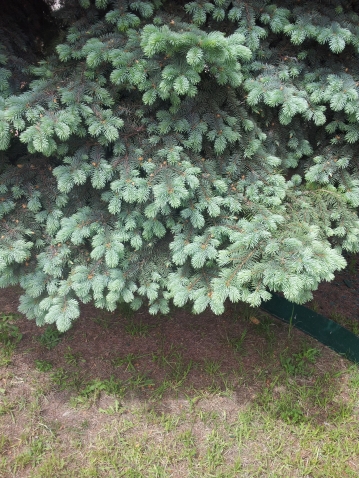 Ёлочка Ёлочка