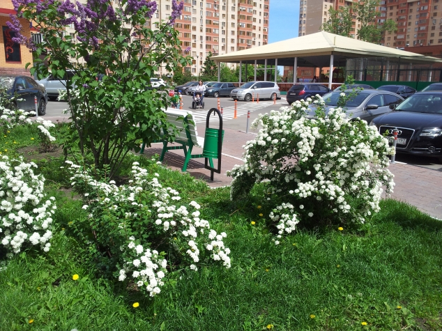 Спиреи, цветущие весной Спиреи, цветущие весной