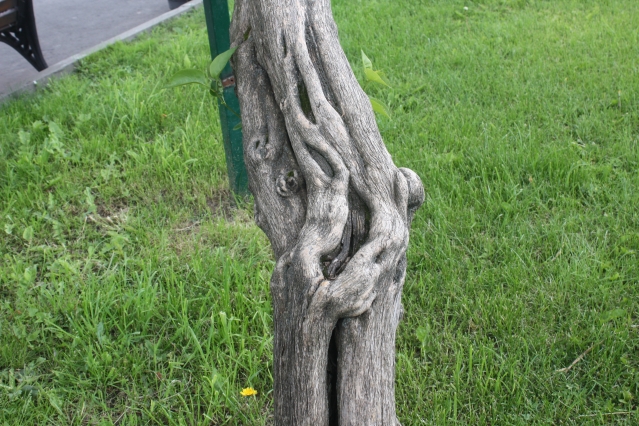 Сирень в парке Горького