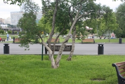 Сирень в парке Горького