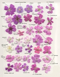 Герань садовая (сорта по цветкам) Герань садовая (сорта по цветкам)