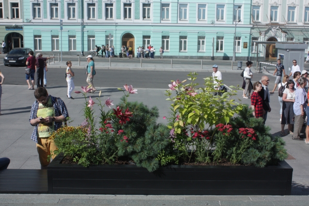 Городские цветы Городские цветы
