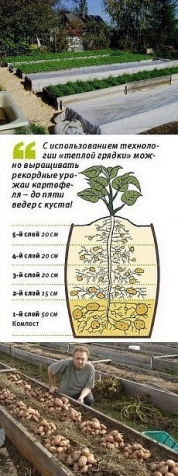 Тёплые грядки для картофеля