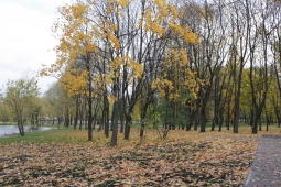Для городского озеленения Для городского озеленения