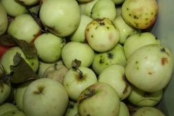 Можно ли класть в компостную яму гнилые яблоки и другие подгнившие продукты? Можно ли класть в компостную яму гнилые яблоки и другие подгнившие продукты?