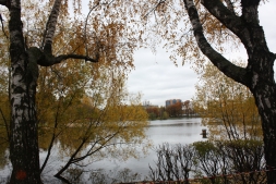 Разнообразие стволов деревьев Разнообразие стволов деревьев