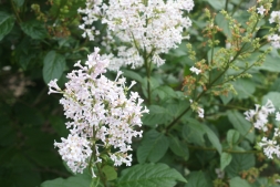 Живые сигналы природы Живые сигналы природы