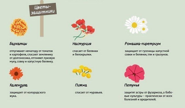 Кто кому в огороде друг, кто враг? Что и с чем совмещать Кто кому в огороде друг, кто враг? Что и с чем совмещать