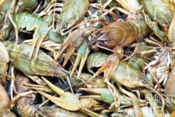 Раки в вашем пруду Раки в вашем пруду