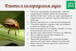 Колорадский жук Колорадский жук