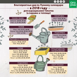 Сегодня благоприятный день для пасынкования томатов.