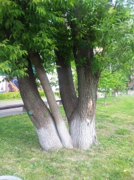 Сроднились Сроднились