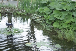Бузульник у воды