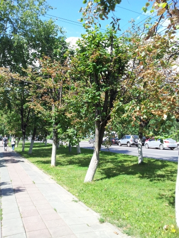 РАННЯЯ «ОСЕНЬ» НА ЛИПАХ – ОПАСНЫЙ СИГНАЛ. МИНЁР НА ЛИПЕ. РАННЯЯ «ОСЕНЬ» НА ЛИПАХ – ОПАСНЫЙ СИГНАЛ. МИНЁР НА ЛИПЕ.