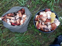 Грибочки