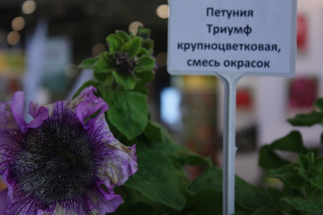 Сорта петунии на выставке Сорта петунии на выставке