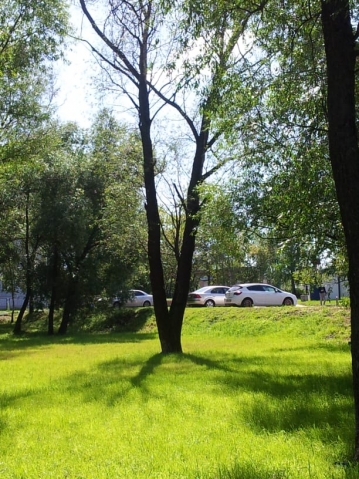 Нужно ли перекапывать приствольные круги плодовых деревьев? Нужно ли перекапывать приствольные круги плодовых деревьев?