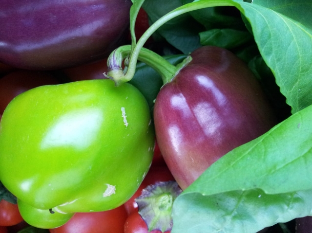 "Вкус у овощей, выращенных в вегетарии, самый настоящий. Даже зимой!" . "Вкус у овощей, выращенных в вегетарии, самый настоящий. Даже зимой!" .