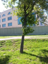 Народные приметы. Какие деревья лучше не сажать возле дома? Народные приметы. Какие деревья лучше не сажать возле дома?