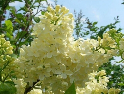 Сирень обыкновенная "Primrose" (Примроуз) -какая красавица! Сирень обыкновенная "Primrose" (Примроуз) -какая красавица!