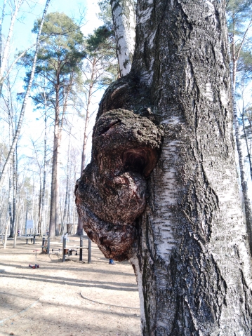 Кап на березе Кап на березе